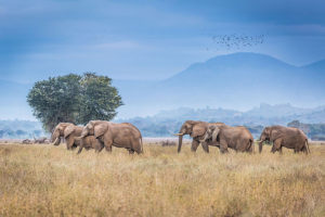 Elephants Roaming in the Lower Zambezi - Zambia Luxury Safari Travel Agency