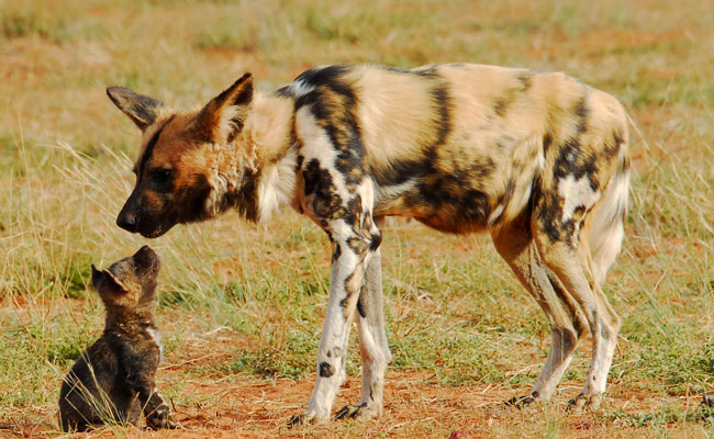 Wild dog and her pup - Tswalu Kalahari - Travel South Africa