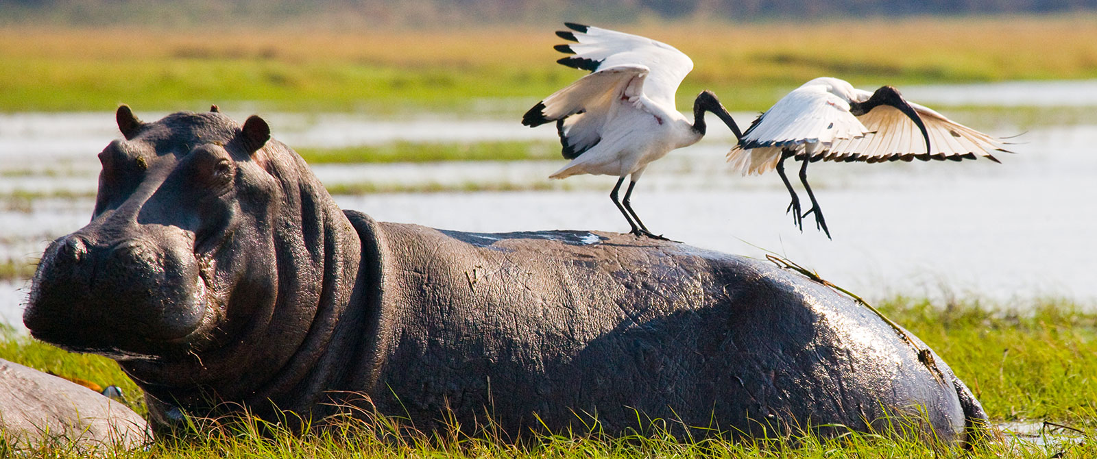 Birds Sitting on a Hippo in the Okavango Delta