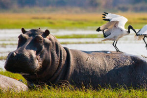 Birds Sitting on a Hippo in the Okavango Delta