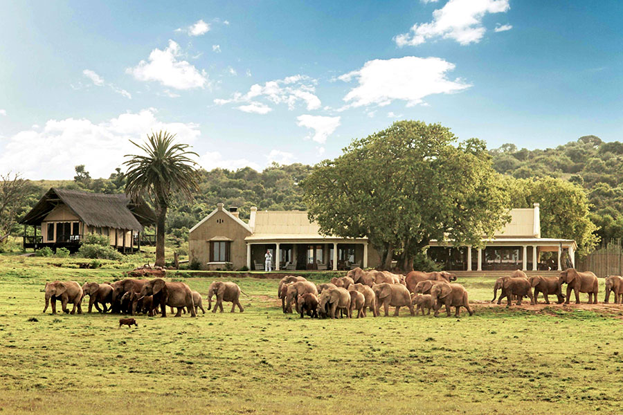 South Africa Garden Route Package - Gorah Elephant Camp Safari