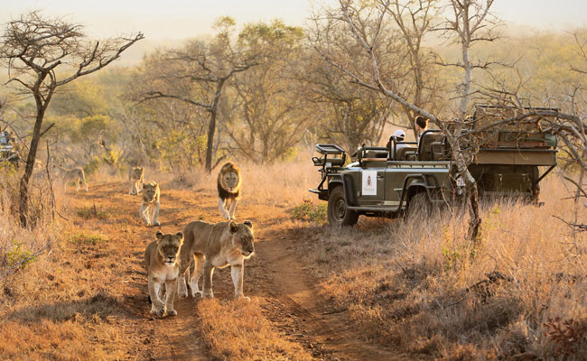 Lions next to a safari jeep - Thanda Safari - Travel South Africa