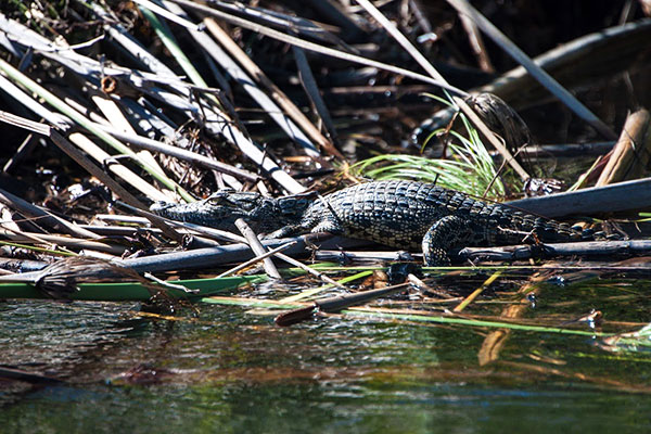 African wildlife safari - Chobe River safari