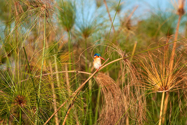 African wildlife safari - Chobe River safari