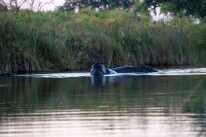 African wildlife safari - Chobe River safari