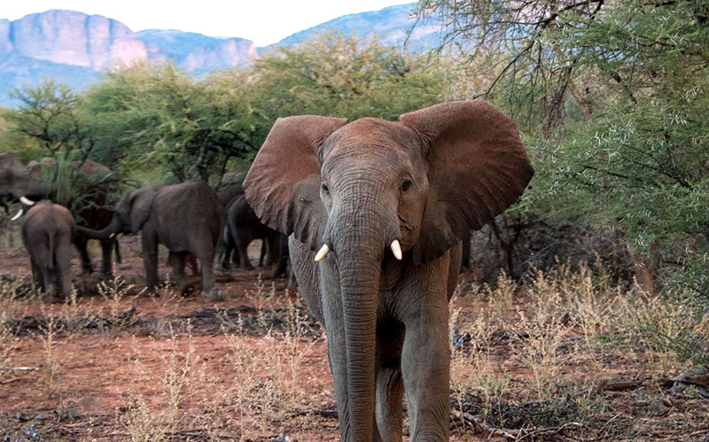 Elephant in South Africa - African Wildlife Big 5 - Wildlife Safari