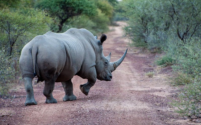 Rhino in South Africa - Big 5 African Wildlife