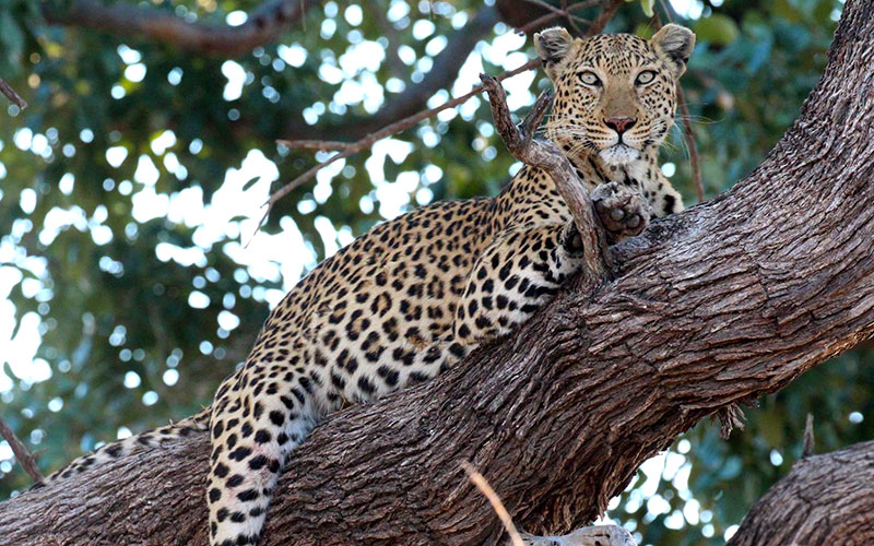 Leopard in the Okavango Delta, Botswana - Africa's Big 5 - Wildlife Safari