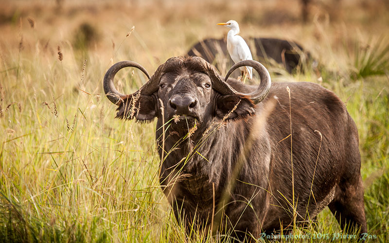 Buffalo in Kenya - African Wildlife - Big 5