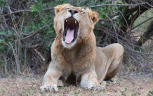 Lion in South Africa - Africa's Big 5 - Wildlife Safari
