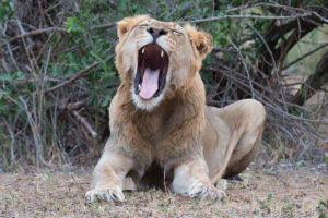 Lion in South Africa - Africa's Big 5 - Wildlife Safari