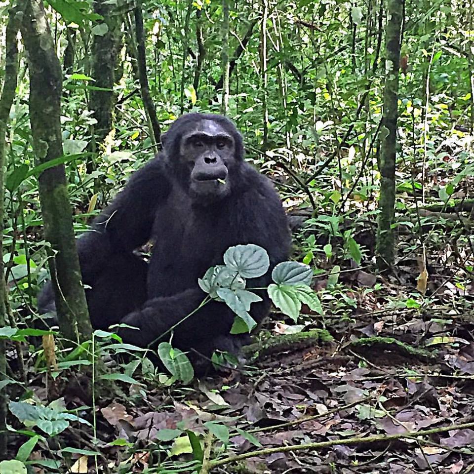 ness-chimp-trekking-kibale-forest-national-park-chimp