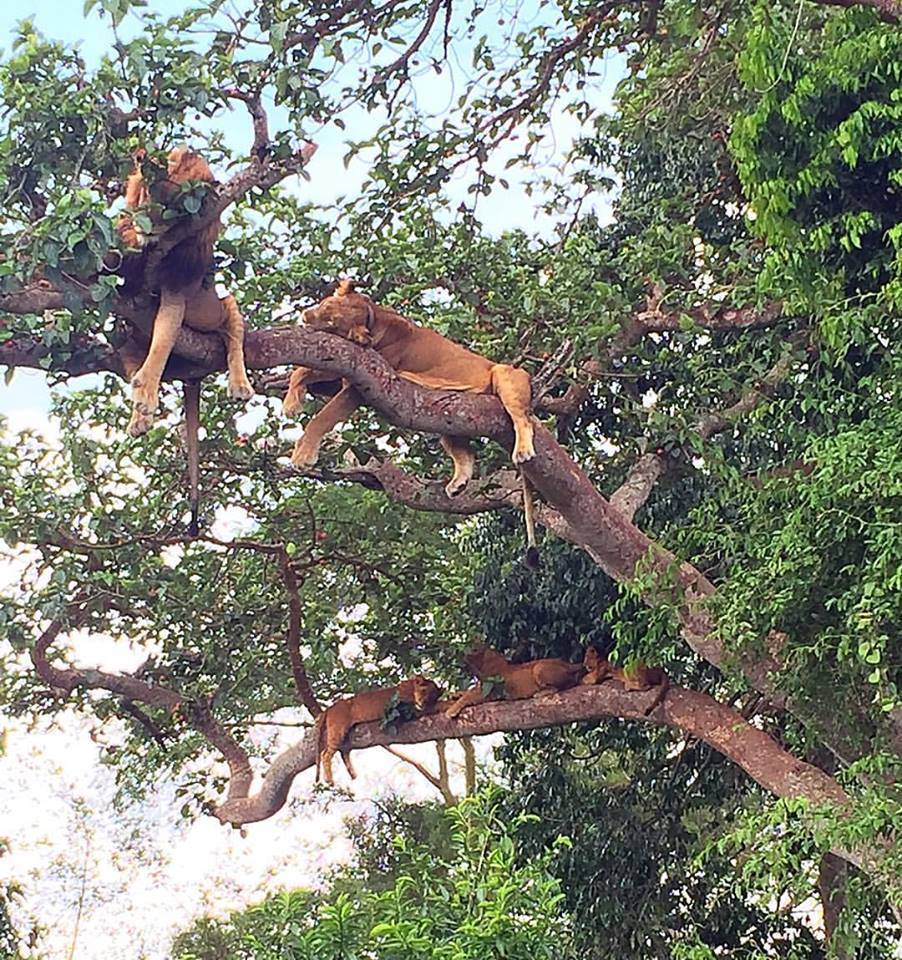 ness-uganda-tree-climbing-lions-ishasha-region-qenp