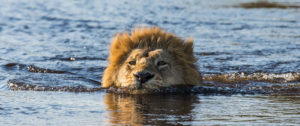 Lion Swimming Through the Okavango Delta in Botswana