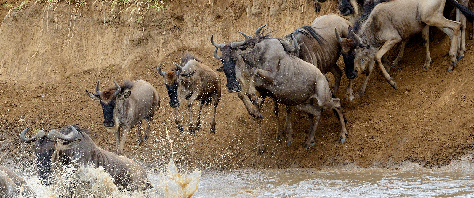 Wildebeest Crossing the Mara River During the Great Migration