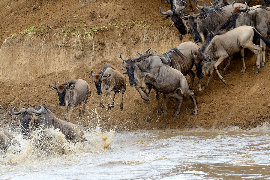 Wildebeest Crossing the Mara River During the Great Migration
