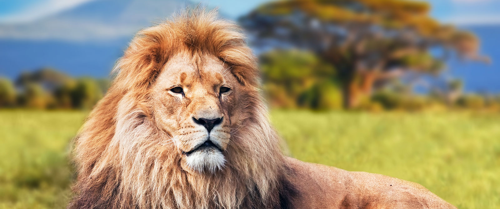 Lion in front of Mt Kilimanjaro in Tanzania