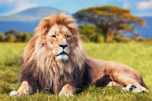 Lion in front of Mt Kilimanjaro in Tanzania