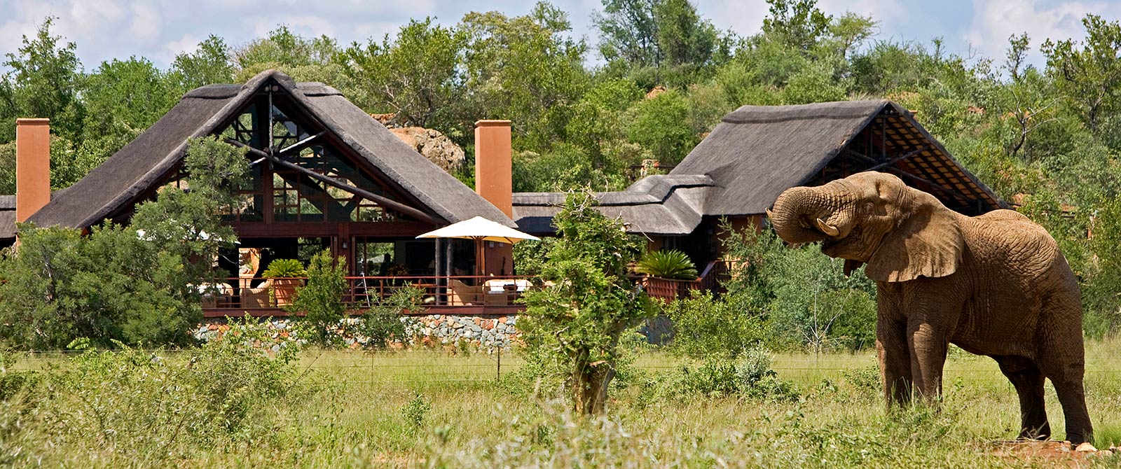 Elephant at Mateya Safari Lodge, Madikwe Game Reserve