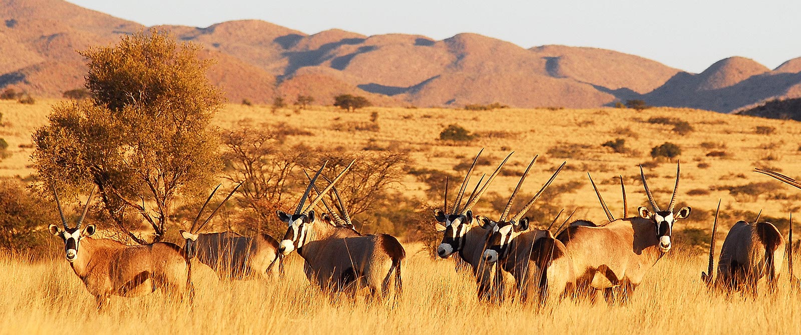 Herd of Oryx in Tswalu Kalahari Game Reserve