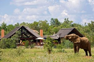 Elephant at Mateya Safari Lodge, Madikwe Game Reserve