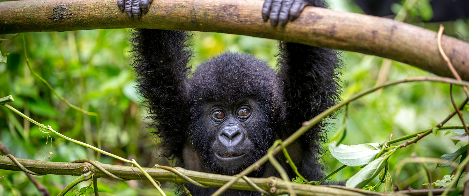 Baby Gorilla in the Rainforest - Uganda Gorilla Trekking Safari