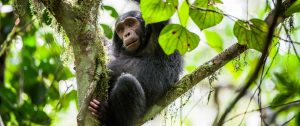 Chimpanzee Trekking in Kibale National Park - Uganda Wildlife Safari