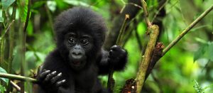 Gorilla Trekking Uganda: Rainforest Adventure