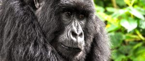 Ultimate Ugandan Wildlife Safari - Gorilla Trekking