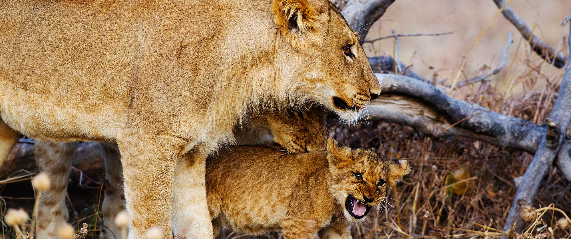 Luxury Botswana Safari