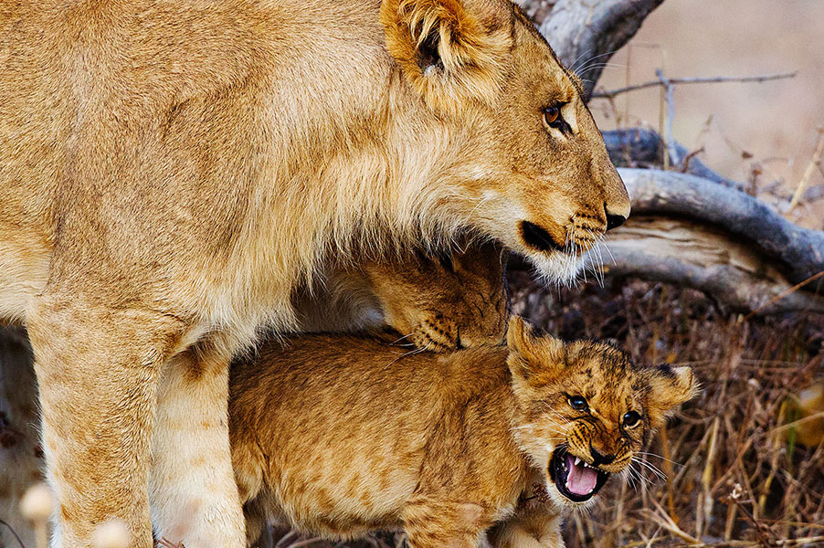 africa unique safaris