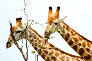 Ngoma Safari Lodge - Botswana Chobe National Park