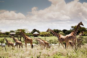 Africa Endeavours - Segera Retreat