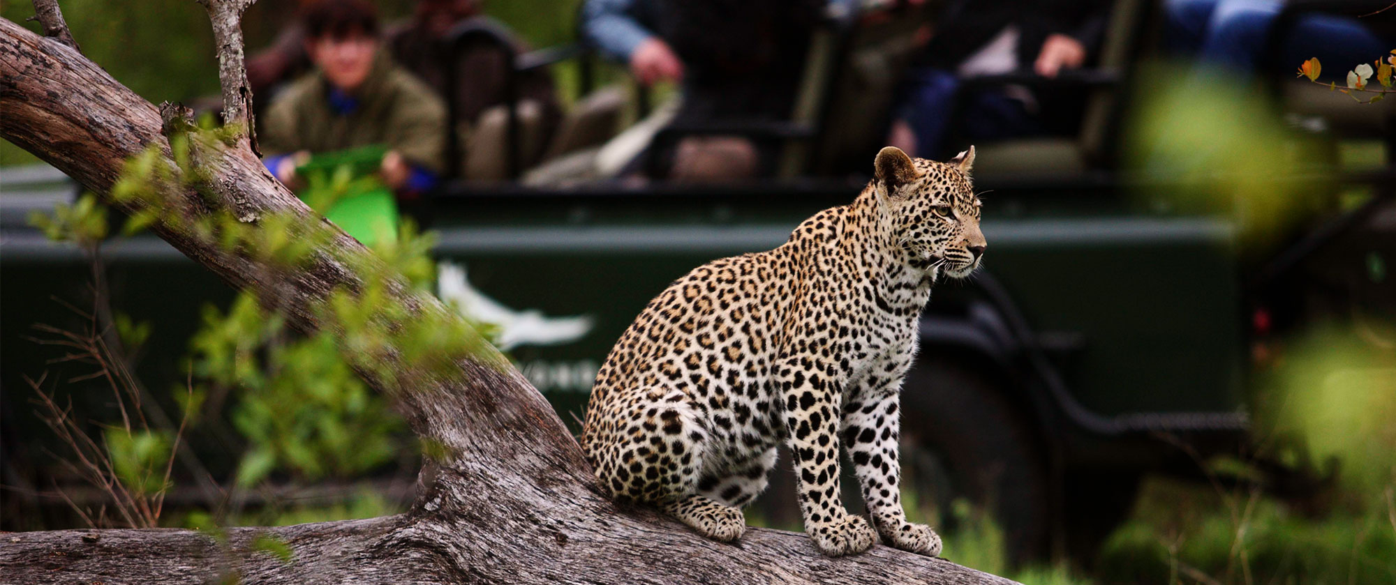 Africa Safari and Beach Vacation - Phinda Mountain Lodge