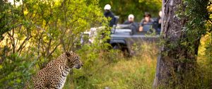 South Africa Kruger safari - Lion Sands Ivory Lodge safari