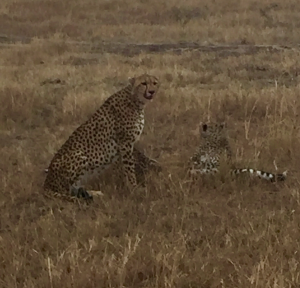 cheetah