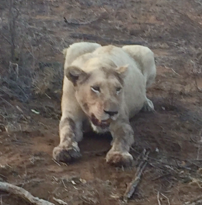 female-white-lion