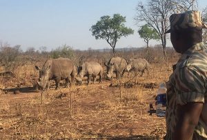 Africa travel specialists - Vanessa big 5 safari Zambia