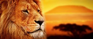 Custom Africa safari packages - Lion in front of Mt Kilimanjaro