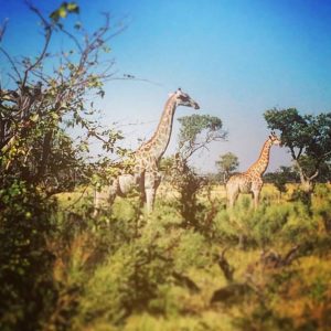 Africa travel experts - Candice Heckel