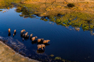 Botswana Safari & Vacation Packages - Custom Luxury Tours