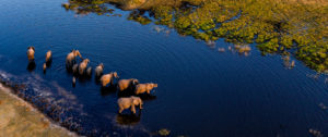 Botswana Safari & Vacation Packages - Custom Luxury Tours