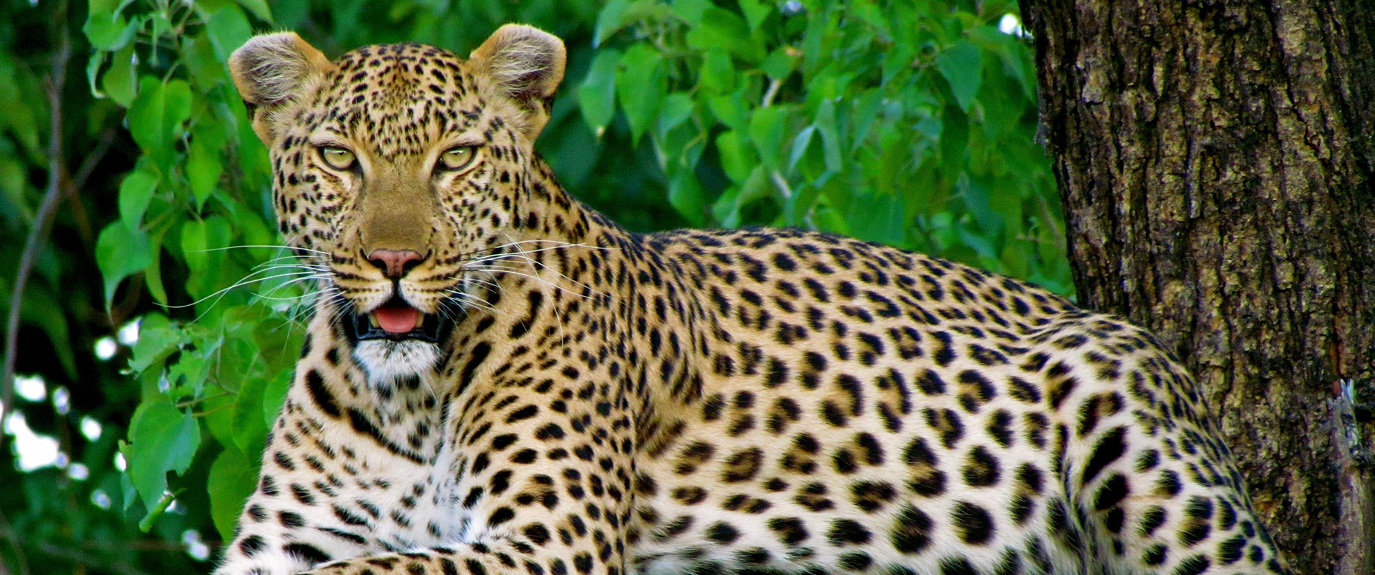 South Africa Vacation - African Wildlife Safari