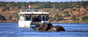 African Widlife Safari: Authentic Okavango Delta Adventure