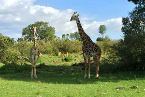 African Wildlife Safari - Wildlife of Kenya - Masai Giraffe