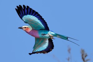 African Wildlife Safari - Wildlife of Kenya - Lilac Breasted Roller