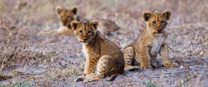 Bucket List Botswana Safari: Chobe and Okavango Delta - Lion Cubs in Savute Region of Chobe National Park