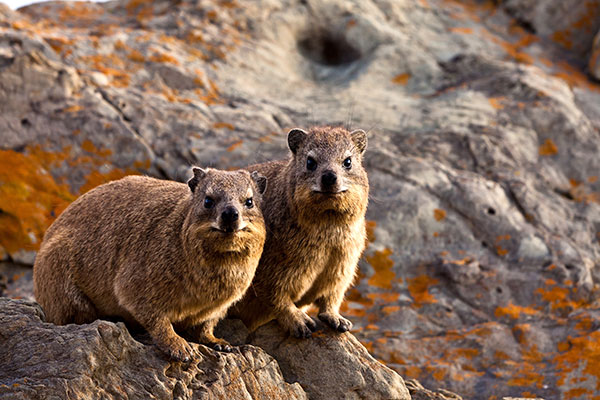 African Wildlife Safari - Wildlife of Kenya - Rock Hyrax