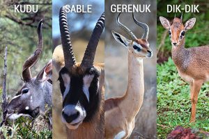 African Wildlife Safari - Wildlife of Kenya - Antelope