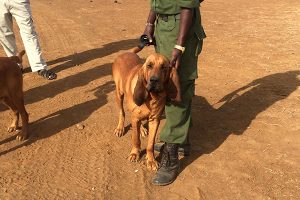 Trip to Africa - Kenya Wildlife Safari - Anti Poaching Dog